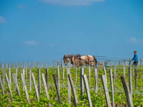 Bordeaux: A green new deal