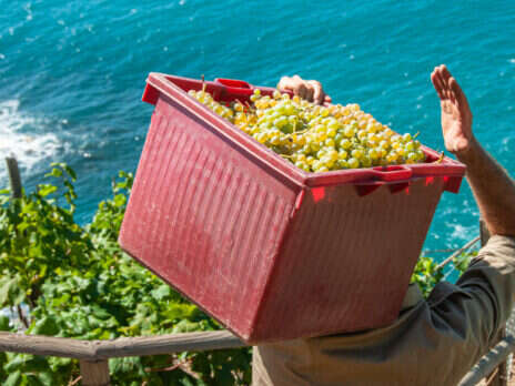 Wine production and consumption: A bigger year than feared Wine production and consumption: A bigger year than feared