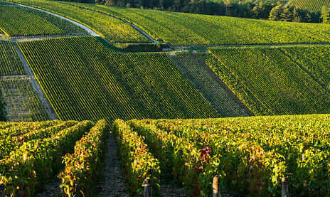 Côte des Bar Champagne: Embracing the other Côte des Bar Champagne: Embracing the other