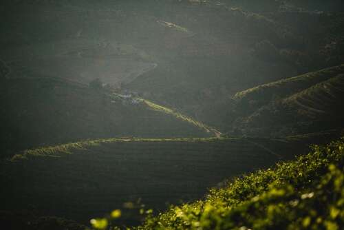 2023 Vintage Port: The fruits of a “welcomingly wet” year 2023 Vintage Port: The fruits of a “welcomingly wet” year