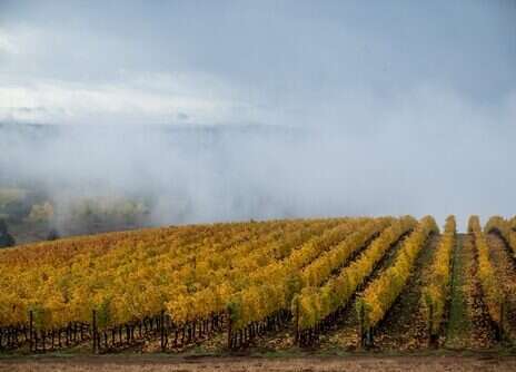 Oregon Pinot Noir: Staying true to the Pinot ideal Oregon Pinot Noir: Staying true to the Pinot ideal