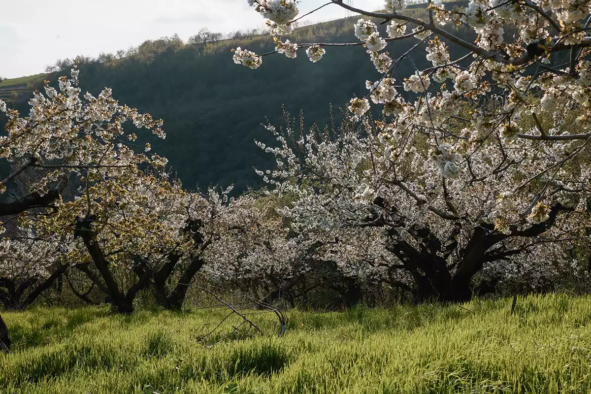 La Collina dei Ciliegi Prea Bianco Verona IGT 2021: The Cherry Orchard La Collina dei Ciliegi Prea Bianco Verona IGT 2021: The Cherry Orchard