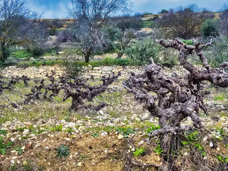 Cyprus: An island apart