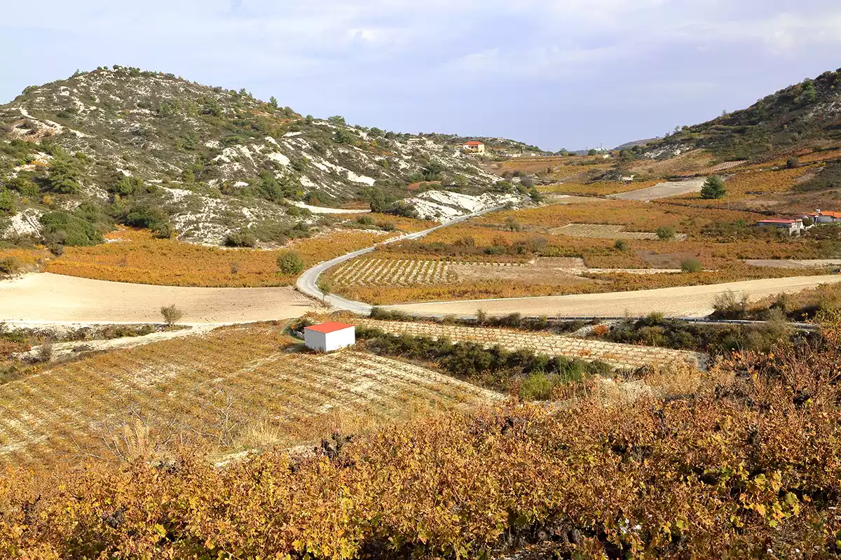 The sommelier’s view: Cyprus The sommelier’s view: Cyprus