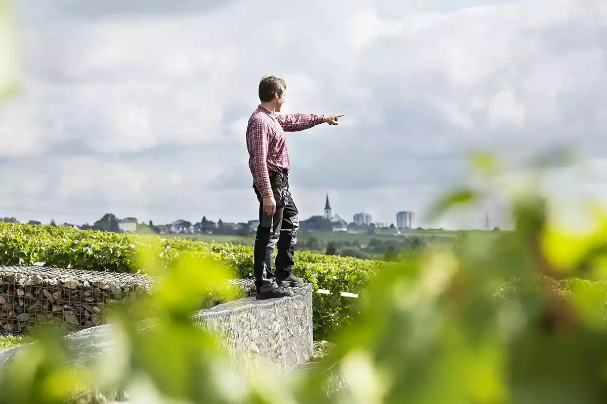The wines of Gunter Künstler and the value of interesting friends The wines of Gunter Künstler and the value of interesting friends