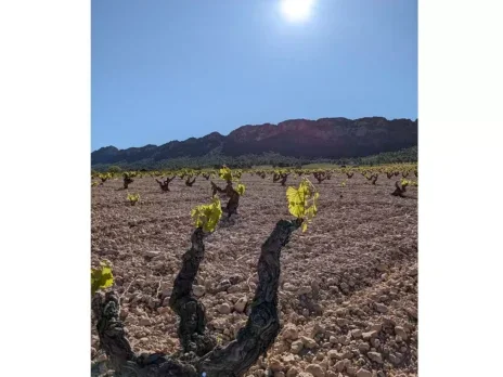 OIV adopts new old-vine resolution