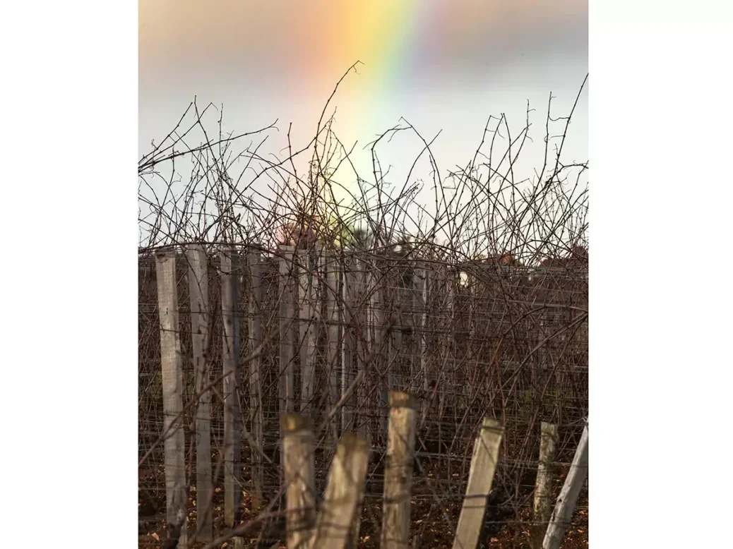 A rainbow above a fence in a vineyard during the 2024 Burgundy vintage.