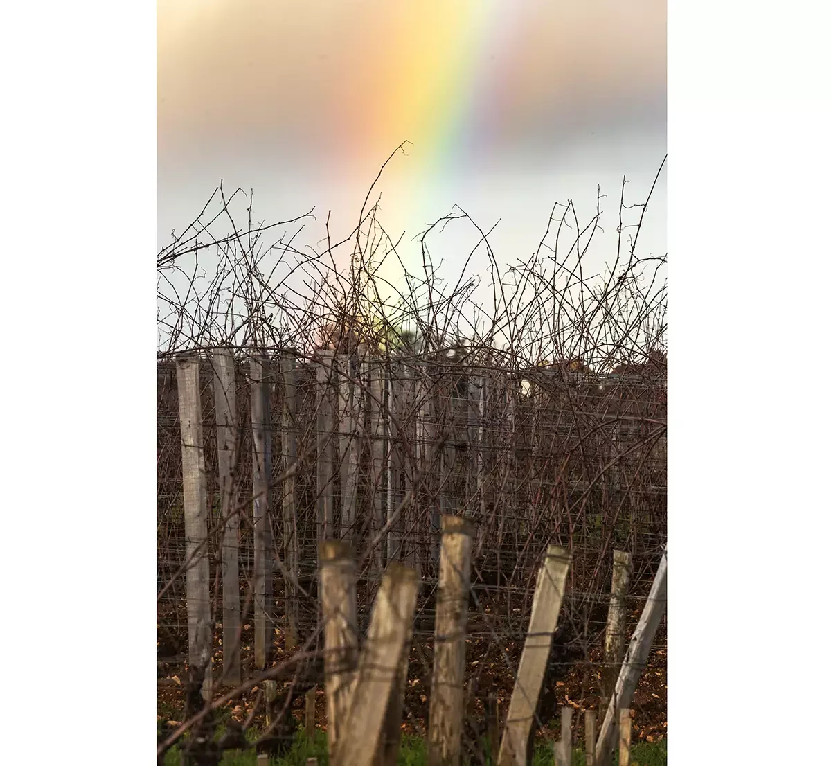 2024 Burgundy: Over the rainbow 2024 Burgundy: Over the rainbow