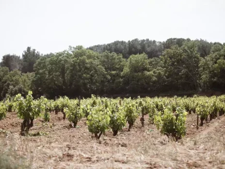 The singularity of Château Rayas