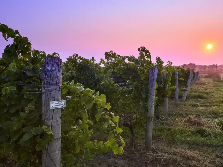 Foxcroft and Wingfield: A tale of two vineyards